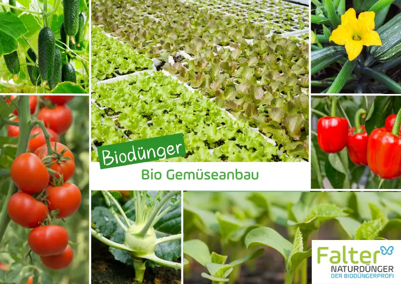 Biodünger für den Bio Gemüsebau